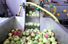 Sulčių spaudimas Vilniuje: nuplauname obuolius